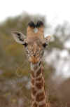 giraffa.jpg (32534 byte)