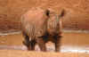 rinoceronte.jpg (15288 byte)
