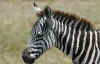 zebra.jpg (52278 byte)