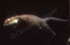 Faina_9.jpg (56682 byte)