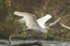 airone-bianco.jpg (14246 byte)