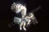 allocco-4.jpg (11065 byte)