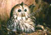 allocco-5.jpg (23966 byte)