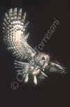 allocco 8.jpg (22997 byte)