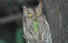 assiolo_5.jpg (13420 byte)