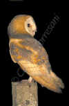 barbagianni_7.jpg (38304 byte)