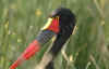 becco_sella_africano 2.jpg (38728 byte)