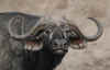 bufalo.jpg (39021 byte)