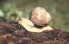 chiocciola.jpg (46877 byte)