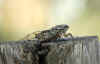 cicala.jpg (38810 byte)