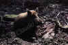 conghiale.jpg (20011 byte)