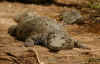 coccodrillo.jpg (63389 byte)