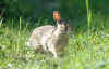 coniglio_selvatico.jpg (59708 byte)