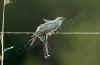 cuculo_1.jpg (31002 byte)