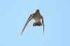 cuculo_10.jpg (20041 byte)