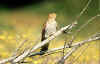 cuculo_11.jpg (53361 byte)