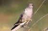 cuculo_2_.jpg (9778 byte)