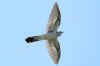 cuculo_4.jpg (21640 byte)