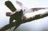cuculo_6.jpg (34608 byte)