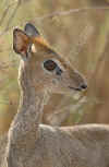 dik_dik.jpg (44748 byte)