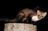 faina-5.jpg (42547 byte)