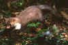 faina-6.jpg (23159 byte)