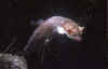faina7.jpg (19577 byte)
