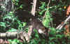faina_4.jpg (56997 byte)