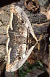 falena.jpg (73998 byte)