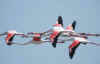 fenicottero.jpg (27227 byte)