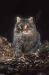 gatto selv..jpg (42881 byte)