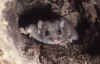 ghiro.jpg (47257 byte)