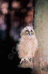 gufo_12.jpg (54535 byte)