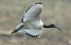 ibis-sacro.jpg (20662 byte)