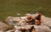 ippopotamo.jpg (48302 byte)