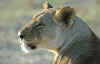 leonessa.jpg (43117 byte)