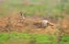 lepre.jpg (10577 byte)
