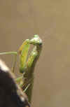 mantide_religiosa.jpg (22181 byte)