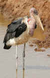marabu 11.jpg (51060 byte)