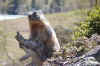 marmotta.jpg (22802 byte)