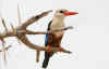 8.jpg (32432 byte)
