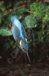 martin-pescat-8.jpg (13863 byte)