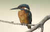 martin-pescat_2.jpg (32788 byte)