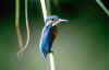 martin_pesc_4.jpg (27935 byte)
