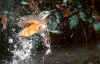martin_pesc_5.jpg (67563 byte)