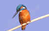 martin pesc_6.jpg (30135 byte)