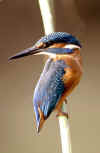 martino_11.jpg (33005 byte)
