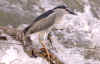 nitticora-.jpg (52140 byte)