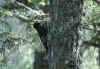 picchio-nero-3.jpg (14859 byte)