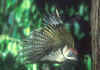 picchio-verde.jpg (43526 byte)